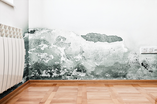 
                                                How to remove mold, Home Cleaning    
                        